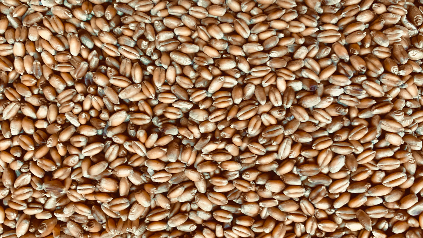 Hard Red Winter Wheat Berries