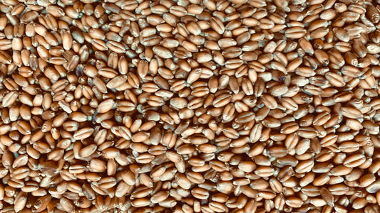 Hard Red Winter Wheat Berries